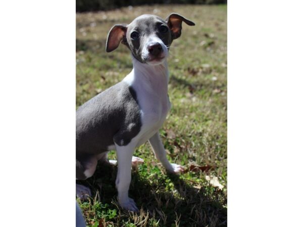 Italian Greyhound DOG Female Blue 6156 Petland Montgomery, Alabama