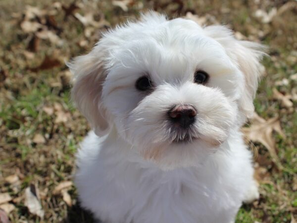 Coton De Tulear DOG Female White 6152 Petland Montgomery, Alabama