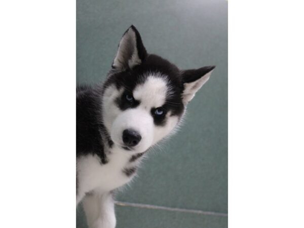 Siberian Husky DOG Female Black / White 6146 Petland Montgomery, Alabama