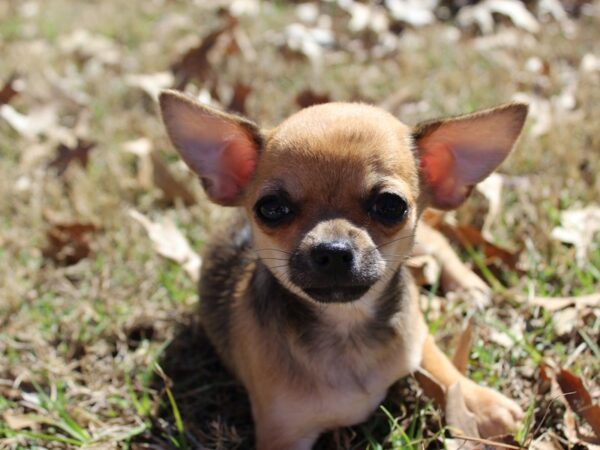 Chihuahua DOG Female Black Sable 6155 Petland Montgomery, Alabama