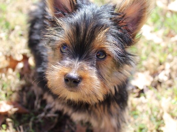 Yorkshire Terrier DOG Male Black / Tan 6154 Petland Montgomery, Alabama