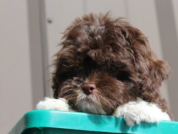 Teddy Bear DOG Female Brown / White 6151 Petland Montgomery, Alabama