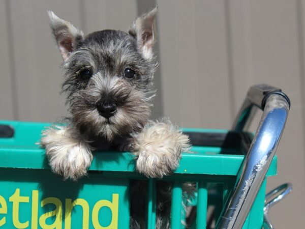 Miniature Schnauzer DOG Female Salt / Pepper 6150 Petland Montgomery, Alabama