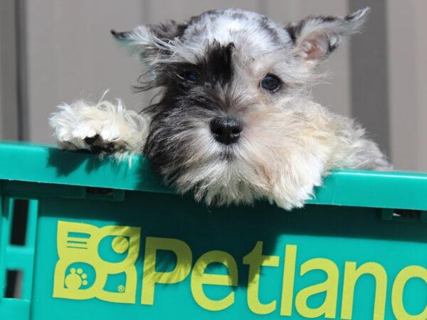 Miniature Schnauzer DOG Male Blue Merle 6149 Petland Montgomery, Alabama