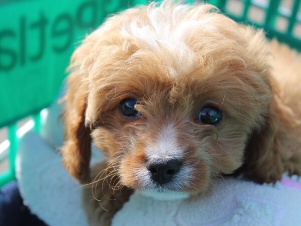 Cava Poo-DOG-Male-RED WH-6157-Petland Montgomery, Alabama