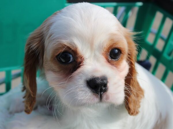 Cavalier King Charles Spaniel-DOG-Female-RED WH-6159-Petland Montgomery, Alabama