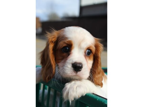 Cavalier King Charles Spaniel DOG Male RED WH 6158 Petland Montgomery, Alabama