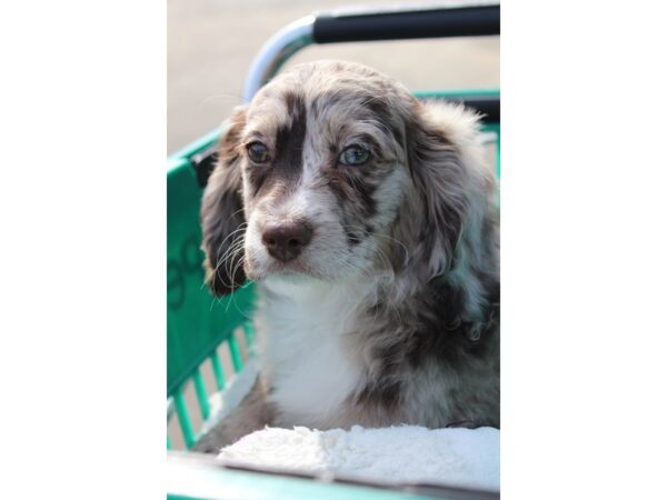 Cock A Poo DOG Female Chocolate Merle 6160 Petland Montgomery, Alabama