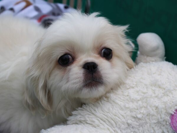 Pekingese DOG Female Cream 6162 Petland Montgomery, Alabama