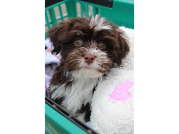 Havanese DOG Male Chocolate 6164 Petland Montgomery, Alabama