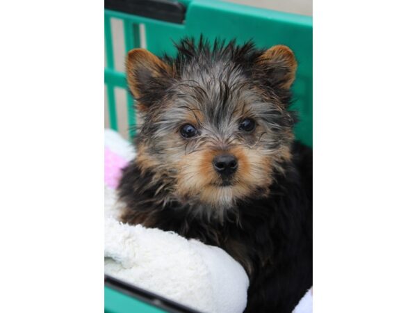 Yorkshire Terrier DOG Male Black / Tan 6161 Petland Montgomery, Alabama