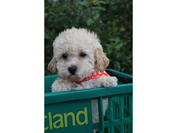 Miniature Poodle-DOG-Female-Apricot-6167-Petland Montgomery, Alabama