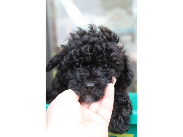 Miniature Poodle DOG Male Black 6168 Petland Montgomery, Alabama