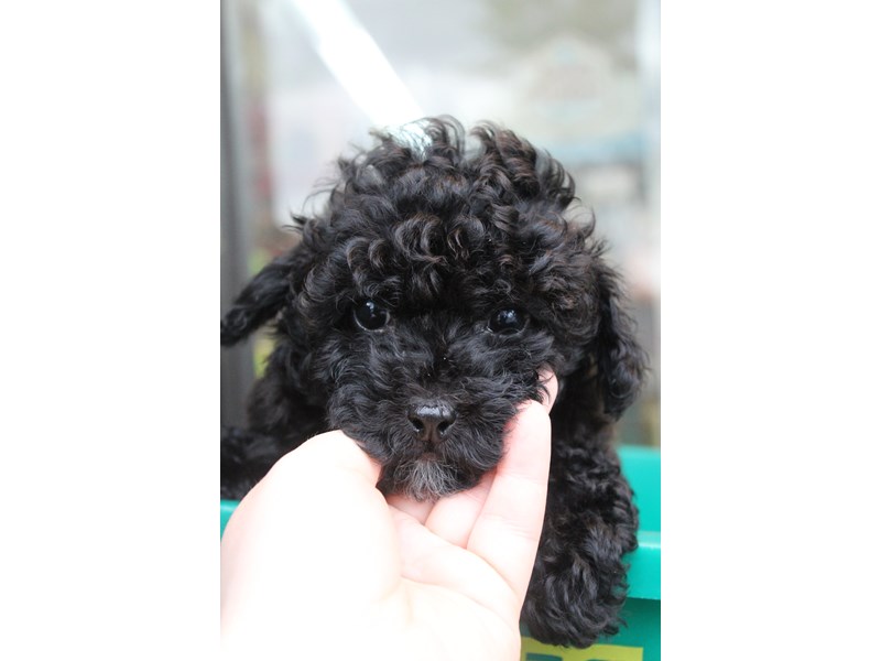 Black toy on sale poodle breeders