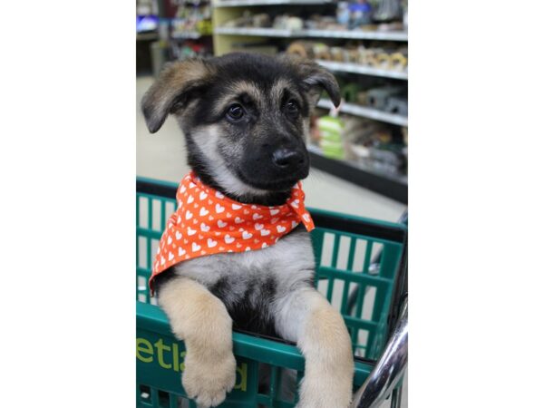 German Shepherd Dog DOG Female Black / Tan 6165 Petland Montgomery, Alabama