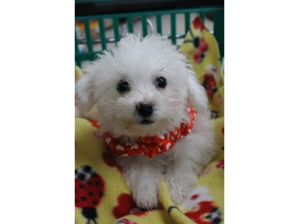 Bichon Frise DOG Male White 6169 Petland Montgomery, Alabama