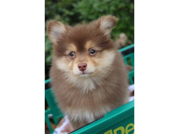 Pomeranian DOG Male Chocolate and Tan 6166 Petland Montgomery, Alabama