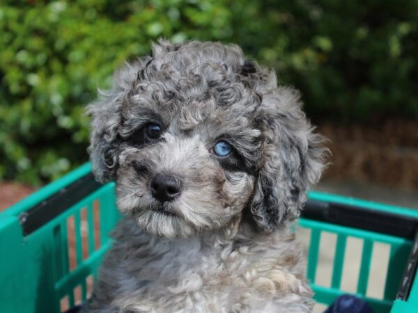 F1B Mini Bernadoodle-DOG-Female-Blue Merle-6172-Petland Montgomery, Alabama
