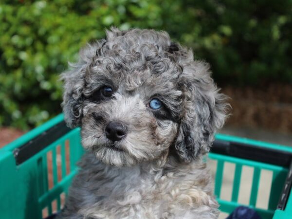 F1B Mini Bernadoodle DOG Female Blue Merle 6172 Petland Montgomery, Alabama