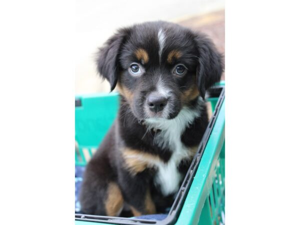 Miniature American Shepherd-DOG-Female-Black White / Tan-6170-Petland Montgomery, Alabama