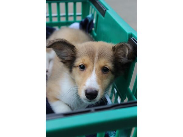 Shetland Sheepdog DOG Female Sable / White 6173 Petland Montgomery, Alabama