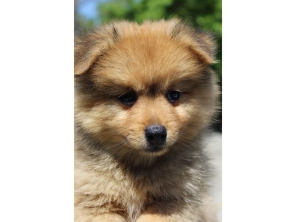 Pomeranian-DOG-Male-Red Sable-6178-Petland Montgomery, Alabama