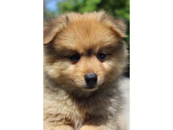 Pomeranian DOG Male Red Sable 6178 Petland Montgomery, Alabama