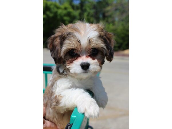 Cavachon DOG Female Sable and White 6177 Petland Montgomery, Alabama