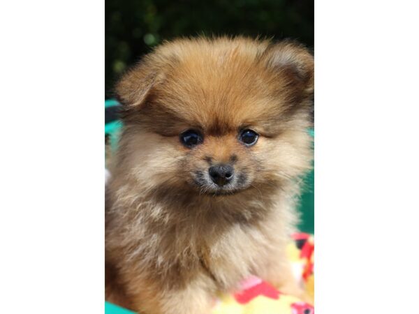 Pomeranian DOG Female Fawn Sable 6179 Petland Montgomery, Alabama