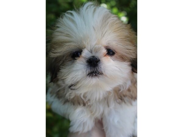 Shih Tzu DOG Female Sable / White 6181 Petland Montgomery, Alabama