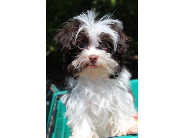 Havanese DOG Male Chocolate 6182 Petland Montgomery, Alabama