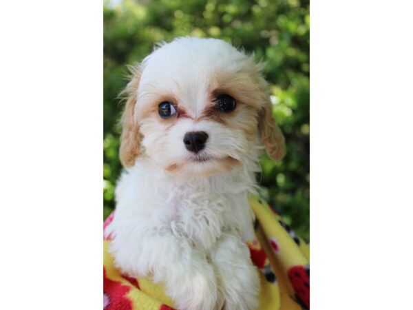 Cavachon-DOG-Female-Blenheim-6176-Petland Montgomery, Alabama