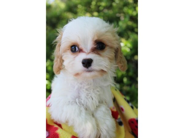 Cavachon DOG Female Blenheim 6176 Petland Montgomery, Alabama