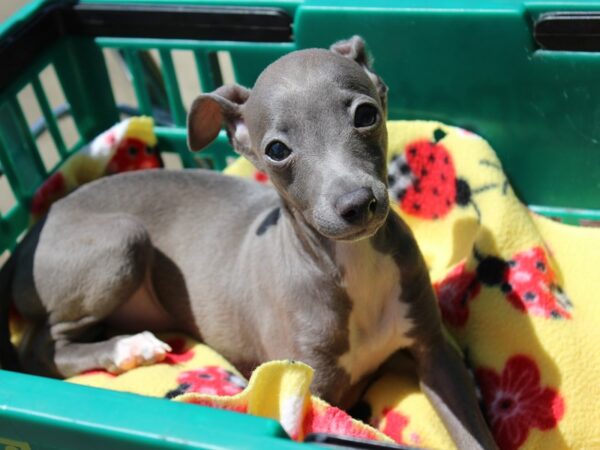 Italian Greyhound DOG Female Blue 6174 Petland Montgomery, Alabama