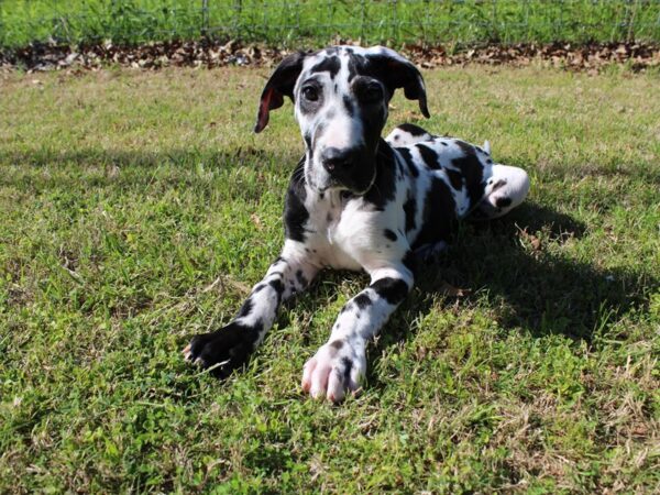 Great Dane DOG Female Harlequin 6171 Petland Montgomery, Alabama