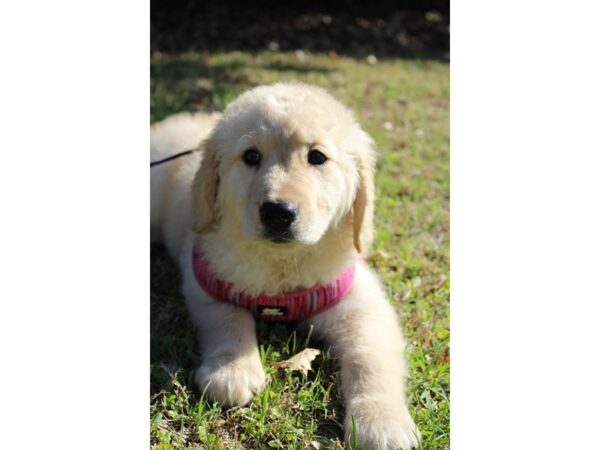 Golden Retriever DOG Female Golden 6180 Petland Montgomery, Alabama