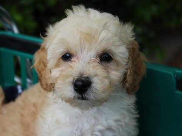 Miniature Poodle DOG Male Apricot 6187 Petland Montgomery, Alabama