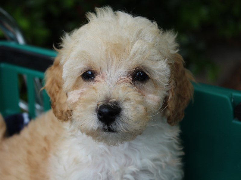 Miniature Poodle Puppy Apricot ID:6187 Located at Petland
