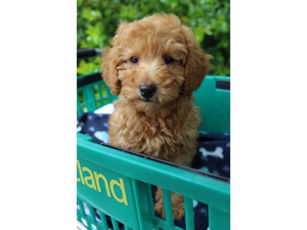 Miniature Poodle-DOG-Male-Red-6188-Petland Montgomery, Alabama