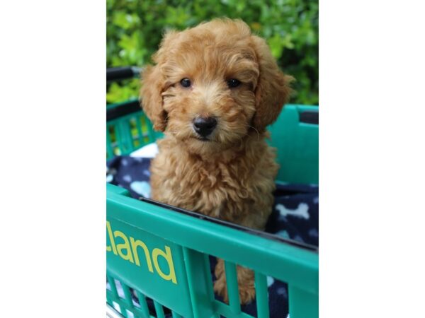 Miniature Poodle DOG Male Red 6188 Petland Montgomery, Alabama