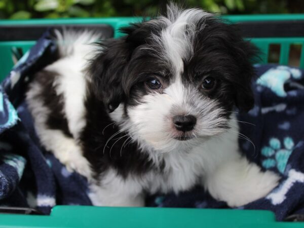 Coton De Tulear DOG Male Black / White 6186 Petland Montgomery, Alabama