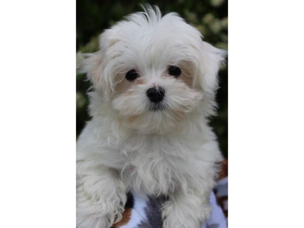 Maltese DOG Male White 6184 Petland Montgomery, Alabama