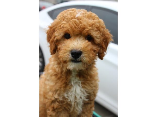 Goldendoodle Mini 2nd Gen DOG Male Red 6185 Petland Montgomery, Alabama