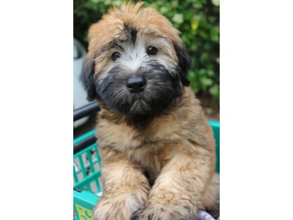 Soft Coated Wheaten Terrier-DOG-Male--6183-Petland Montgomery, Alabama