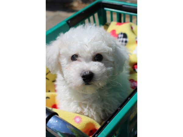 Bichon Frise DOG Male WH 6194 Petland Montgomery, Alabama