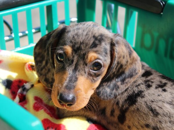 Dachshund DOG Male DAPPLE 6191 Petland Montgomery, Alabama