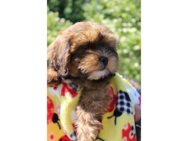 Teddy Bear DOG Female Brown 6189 Petland Montgomery, Alabama