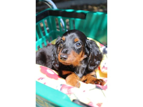 Dachshund DOG Female Blk tan 6190 Petland Montgomery, Alabama