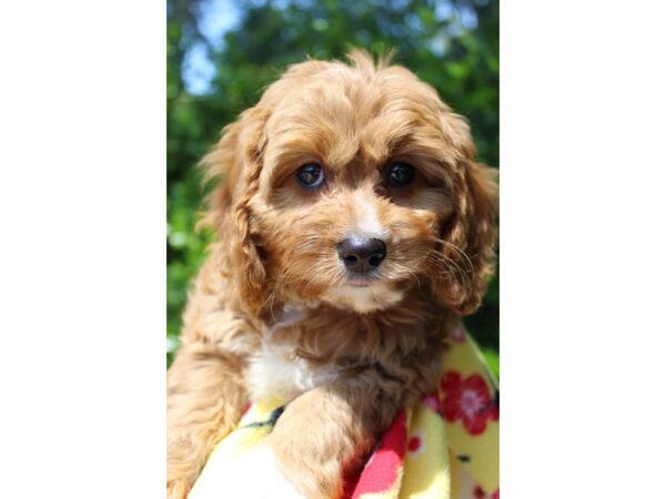 Cava Poo-DOG-Female-RED WH-6192-Petland Montgomery, Alabama