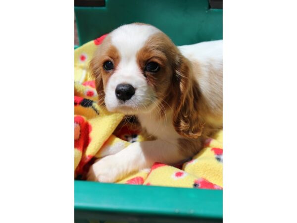 Cavalier King Charles Spaniel-DOG-Male-BLENHEIM-6193-Petland Montgomery, Alabama